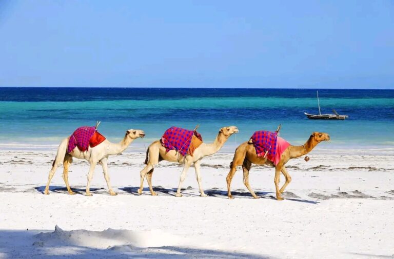 Beach Tours
